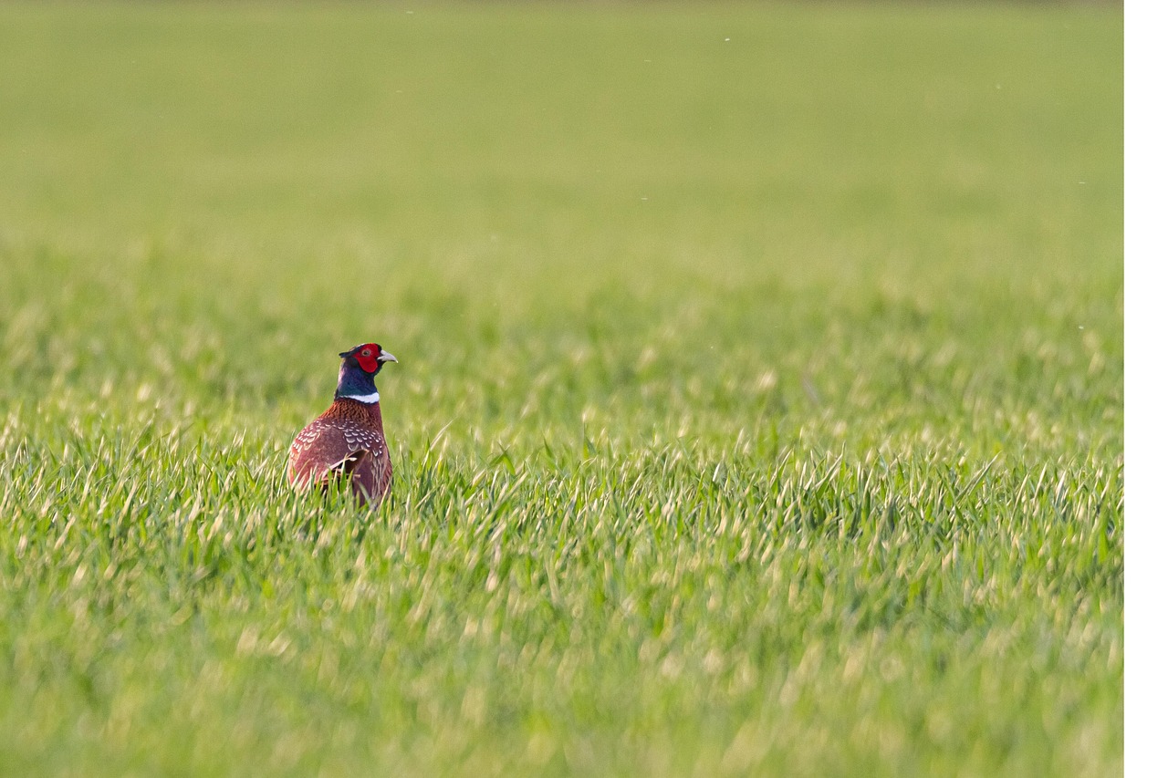 Pheasant Rearing Field Pheasant Bird Field Ring-Necked - Free photo on Pixabay - Pixabay