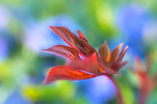 Blume, Pflanze, Garten, Feder, Natur