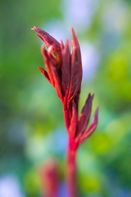 Blume, Pflanze, Garten, Feder, Natur