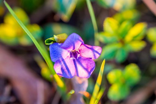 Blume, Pflanze, Garten, Feder, Natur