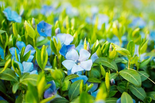 Blume, Pflanze, Garten, Feder, Natur