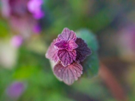 Blume, Pflanze, Garten, Feder, Natur