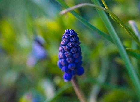 Blume, Pflanze, Garten, Feder, Natur
