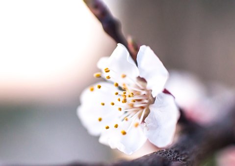 Blume, Pflanze, Garten, Feder, Natur
