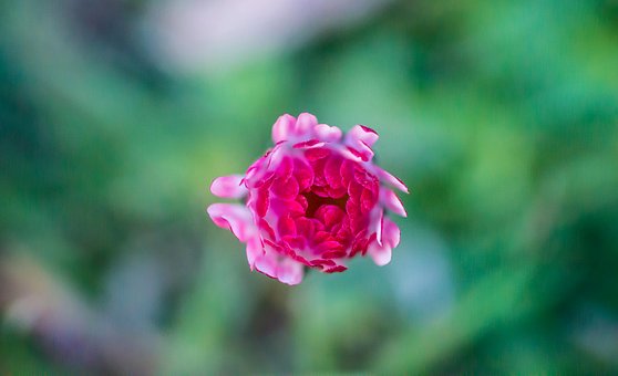 Blume, Pflanze, Garten, Feder, Natur