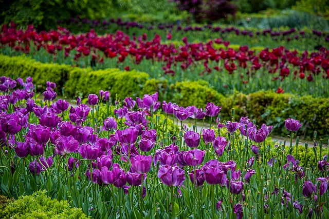 Tulipanes, Flores, Campo
