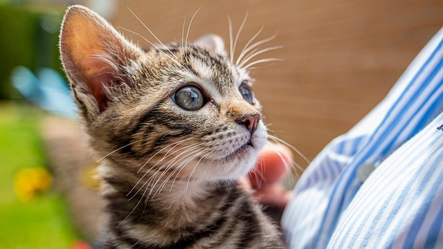 Gato, Gatito, Naturaleza, Mascota