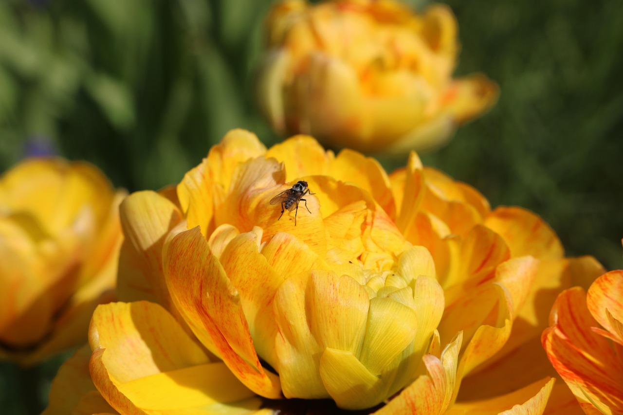 Yellow Tulips Spring Flowers - Free photo on Pixabay - Pixabay