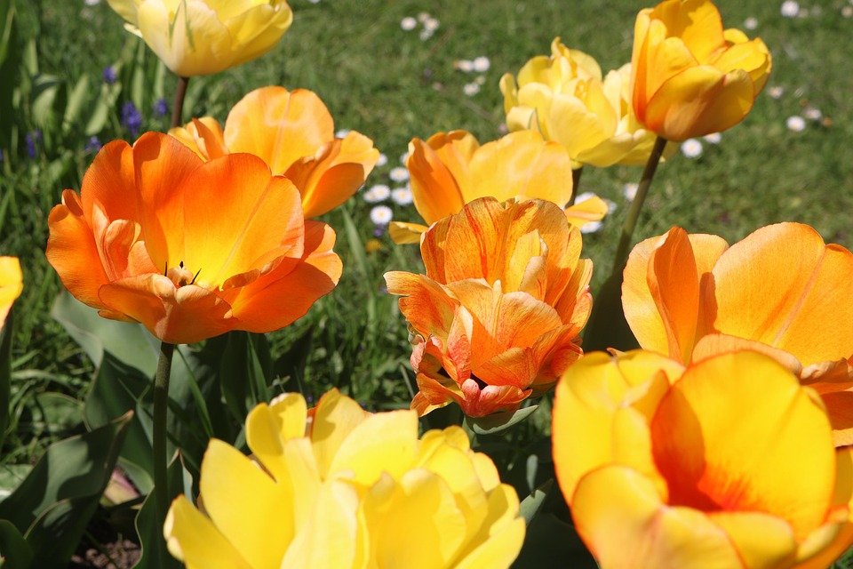 Yellow Tulips Spring - Free photo on Pixabay - Pixabay