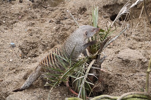 Banda Mangosta, Animal, Fauna Silvestre