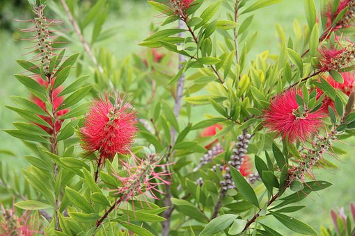 Flores, Plantas, Jardín, Callistemon
