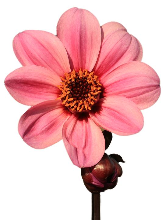 Download Flower, Petals, Bloom. RoyaltyFree Stock Illustration Image