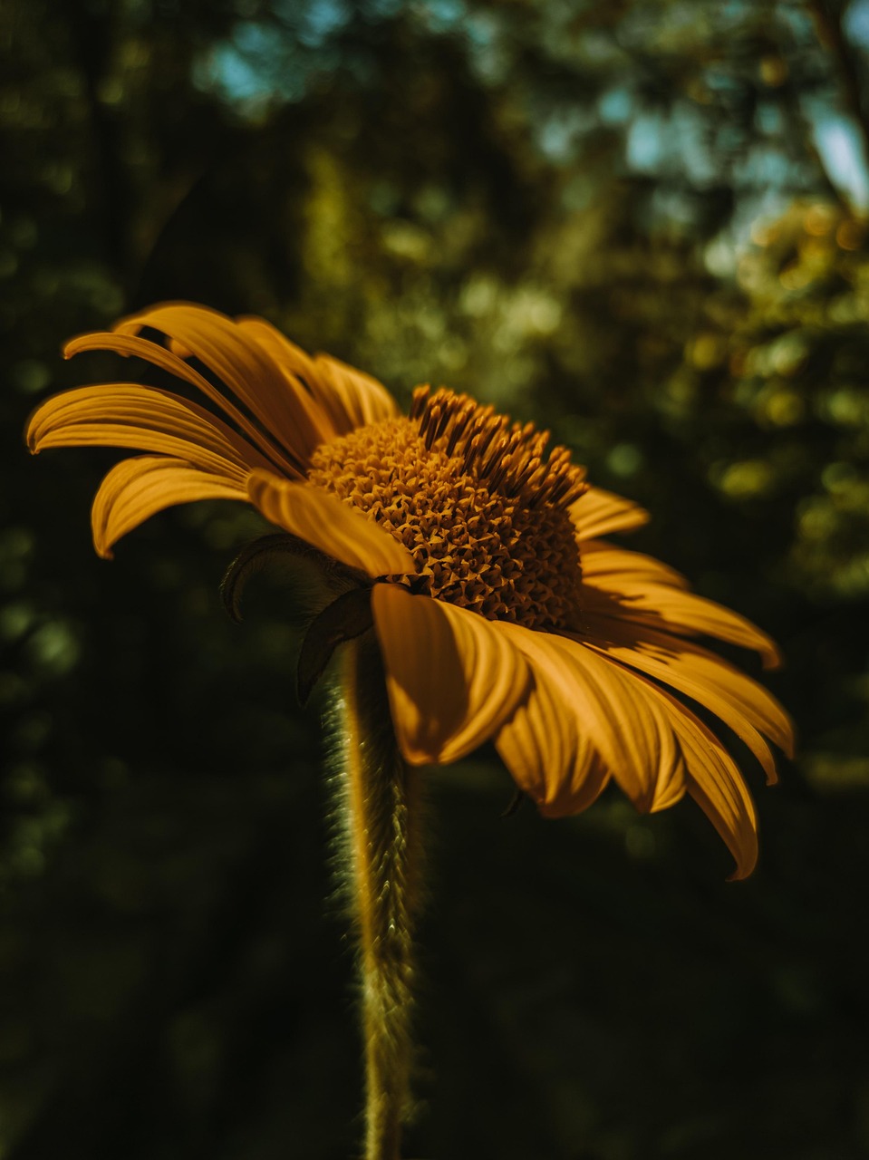 Photo De Profil Nature Fleurnull