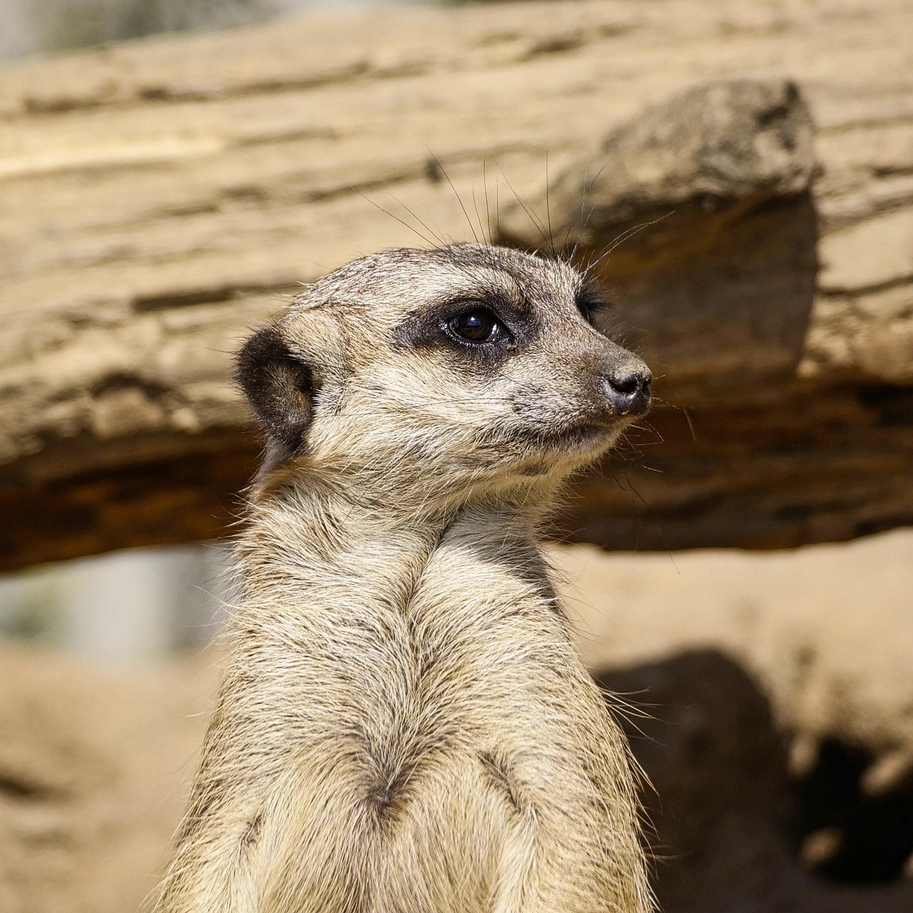 Suricata Animal Fauna Silvestre Foto Gratis En Pixabay Pixabay