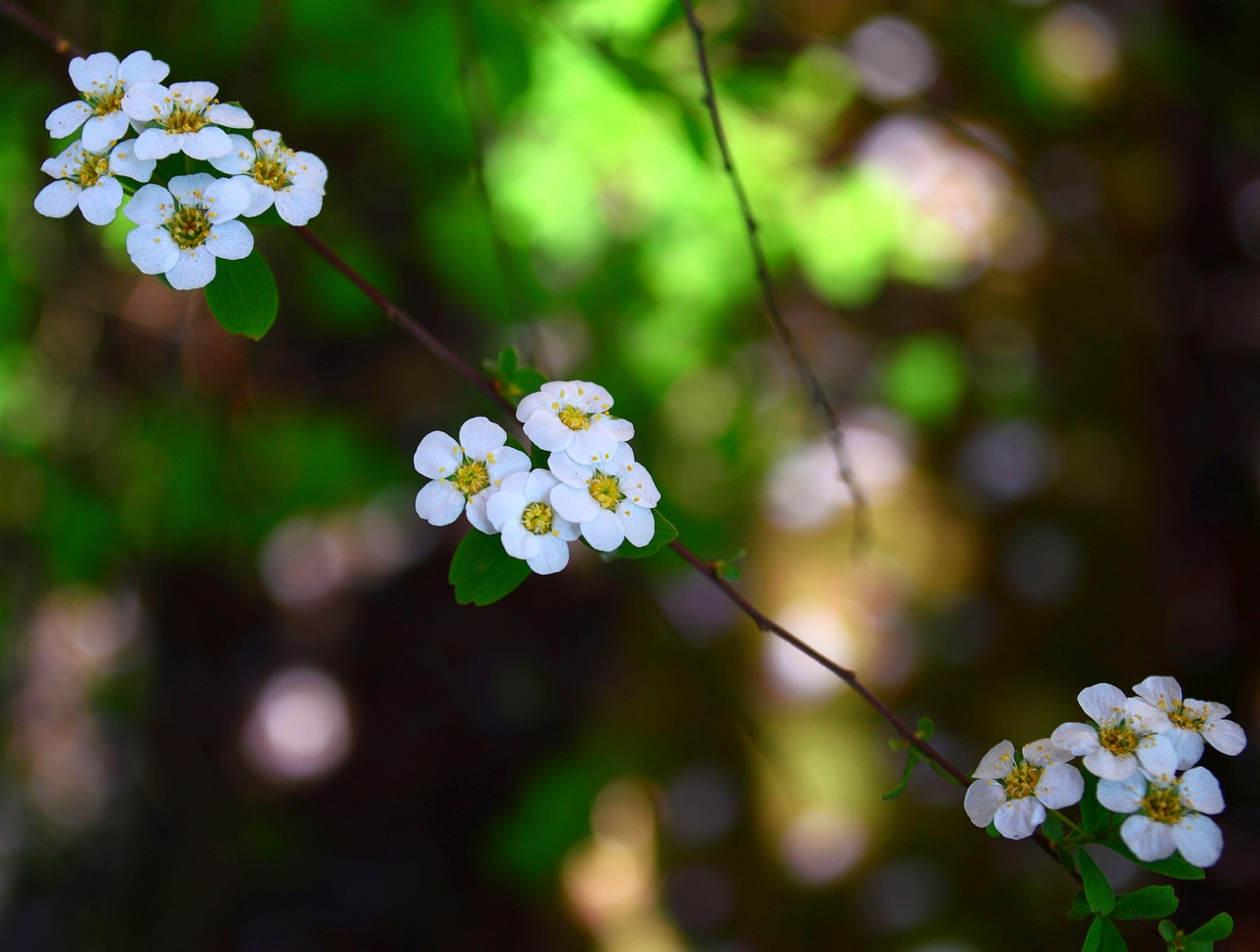 花朵 枝杈 植物 - Pixabay上的免费照片 - Pixabay