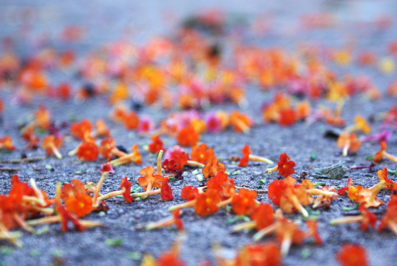 Orange Flowers Nature - Free photo on Pixabay - Pixabay