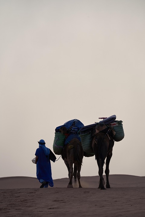 Desert Camel Travel - Free photo on Pixabay - Pixabay