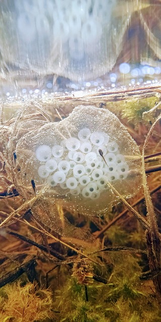 Free Eggs Swamp photo and picture
