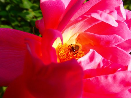 Free Bee Insect photo and picture