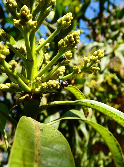 Free Buds Plant photo and picture