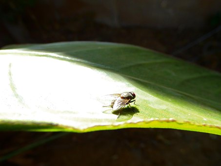 Free Fly House Fly photo and picture