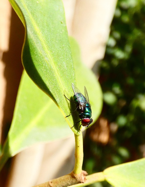 Free Green Bottle Fly Insect photo and picture