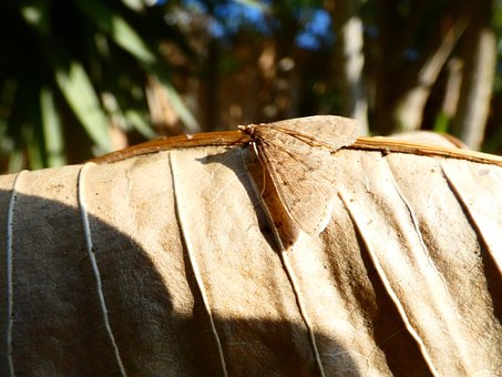 Free Moth Insect photo and picture