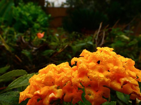 Free Yellow Bloom photo and picture