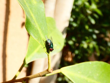 Free Green Bottle Fly Blowfly photo and picture
