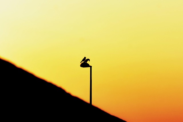 Free Silhouette Morning photo and picture