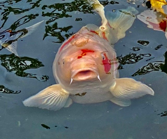 Free Animals Fishes photo and picture