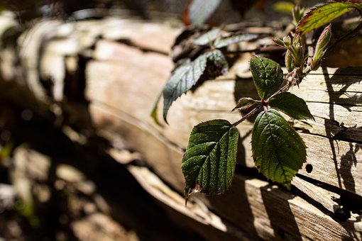 Free Blackberry Deadwood photo and picture
