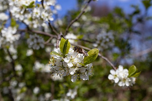 Free Insect Flowers photo and picture