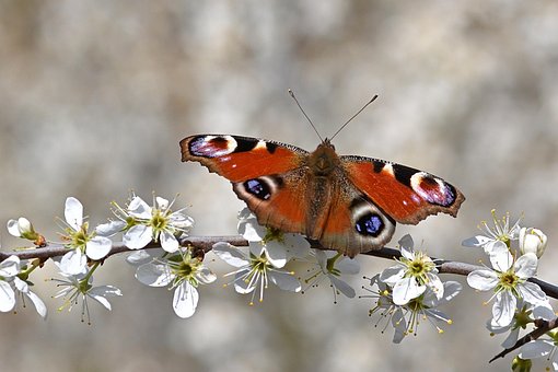 Peacock Butterfly, Insect, Flowers