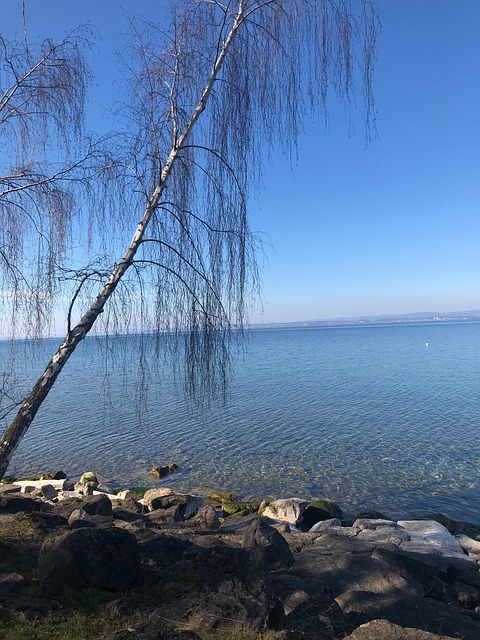 Jezero, Skály, Strom, Bříza, Voda