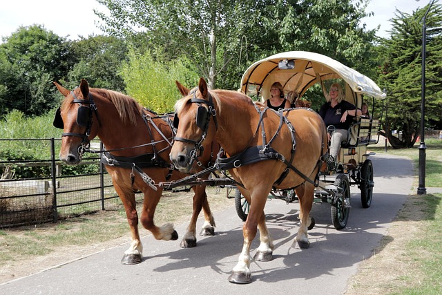 Free Horses Cart photo and picture