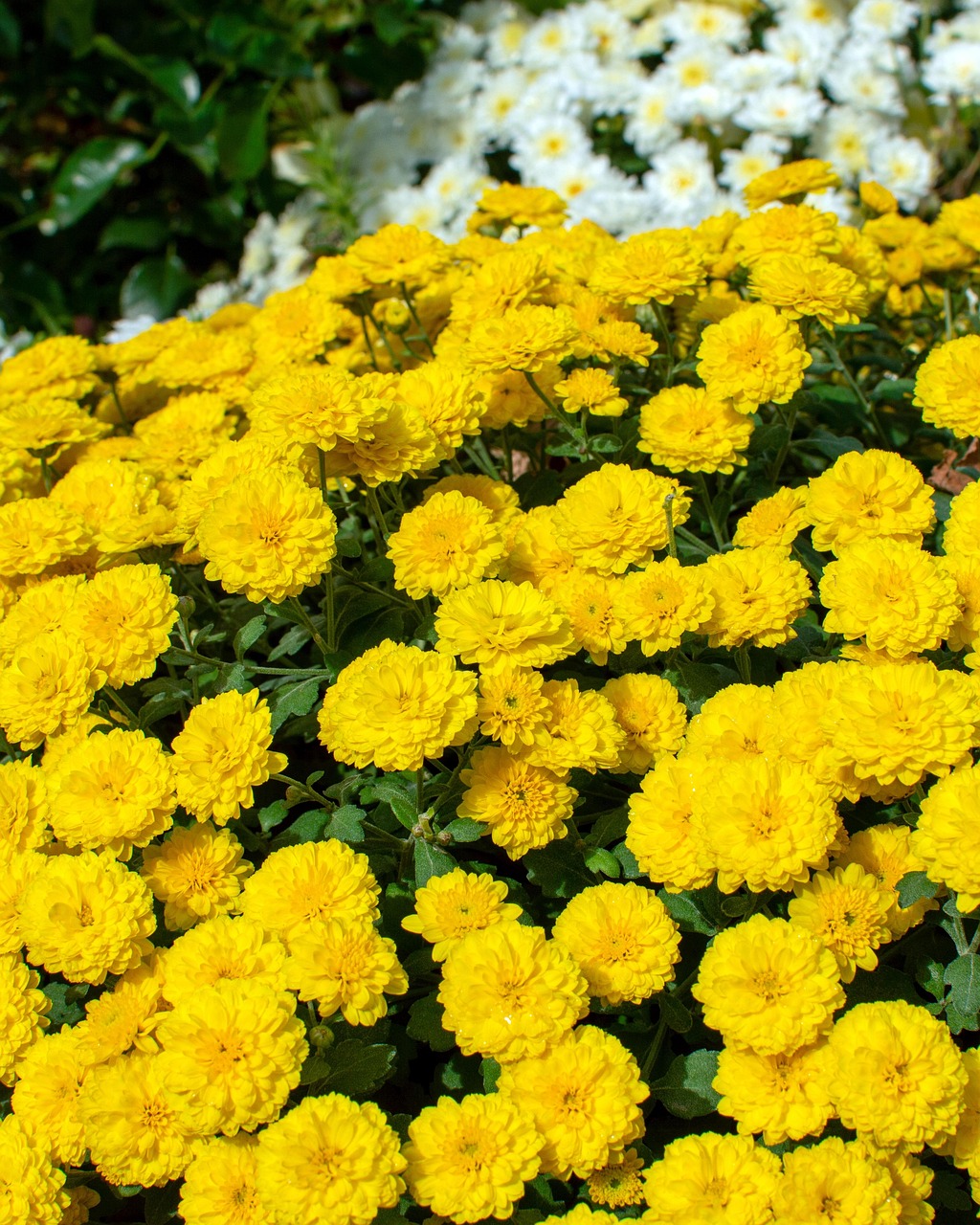 Crisantemo Amarillo Flor Cama De Foto gratis en Pixabay Pixabay