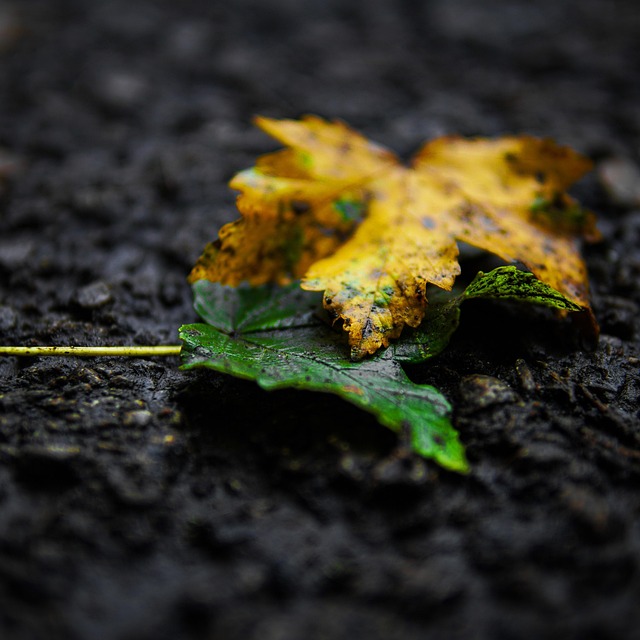 Free Leaves Autumn photo and picture