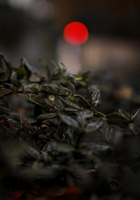 Free Plant Bokeh photo and picture