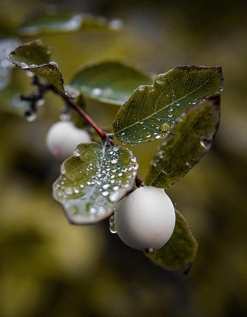 Free Rain Raindrops photo and picture