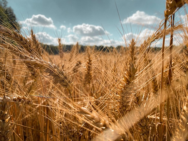 Free Sky Summer photo and picture