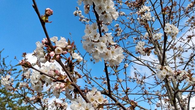 Free Cherry Blossom Flowers photo and picture