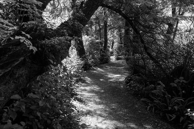 Free Path Hiking photo and picture