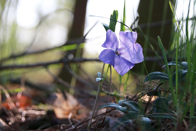 Free Periwinkle Flower photo and picture