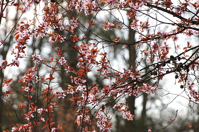 Free Plum Blossom Flowers photo and picture
