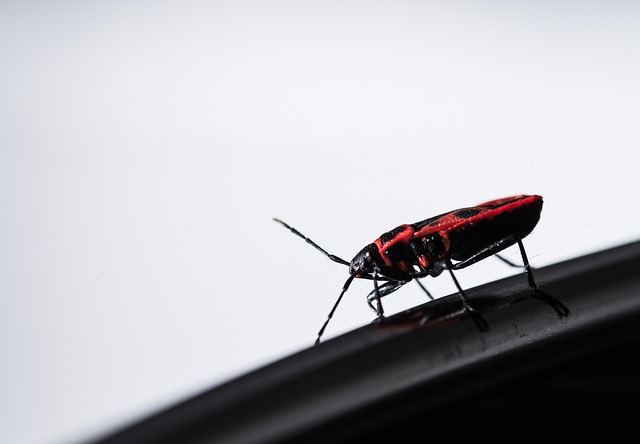 Free Bug Beetle photo and picture
