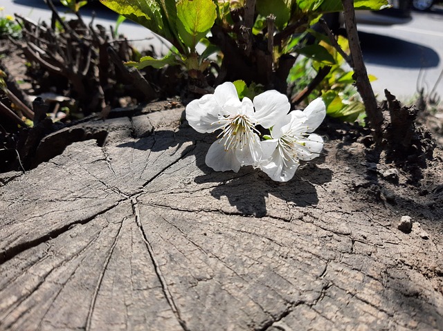 树桩 花卉 春天 - Pixabay上的免费照片 - Pixabay
