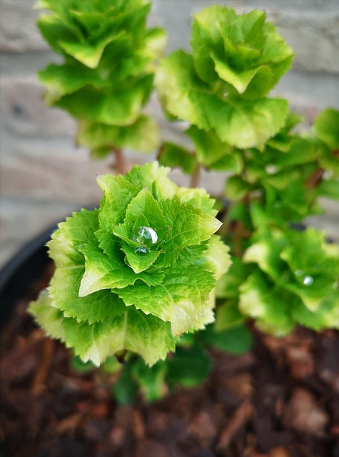 Free Plant Rain photo and picture