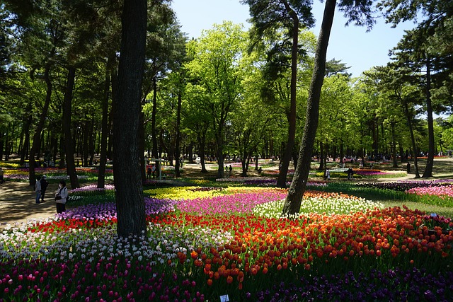 Free Hitachi Seaside Park Japan photo and picture