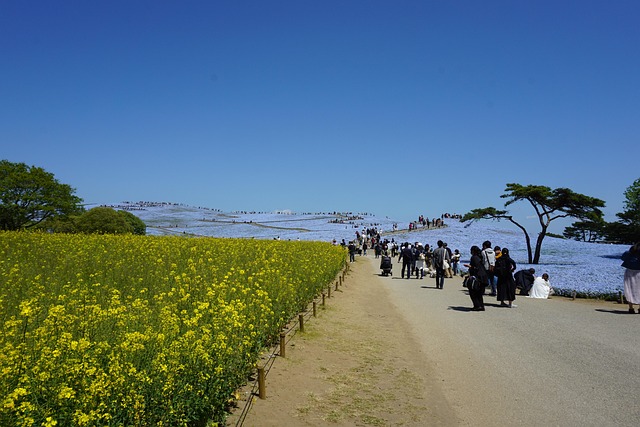 Free Hitachi Seaside Park Japan photo and picture